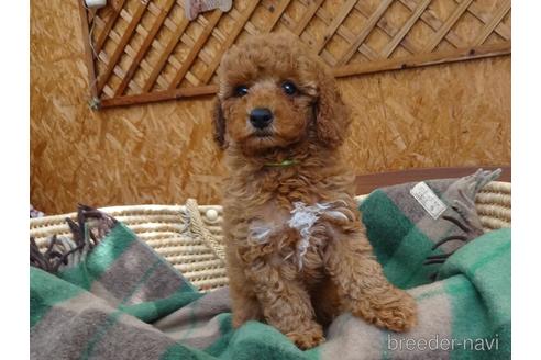 成約済の宮城県のトイプードル-142646の1枚目